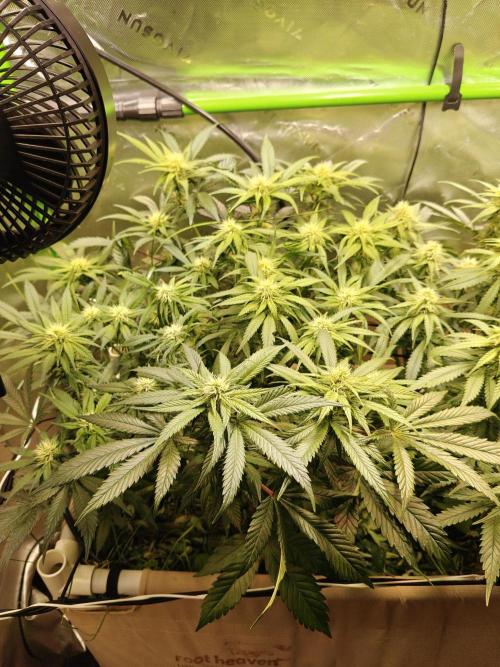 Eli - Rosetta Stone x Landrace Ghana. Week 9