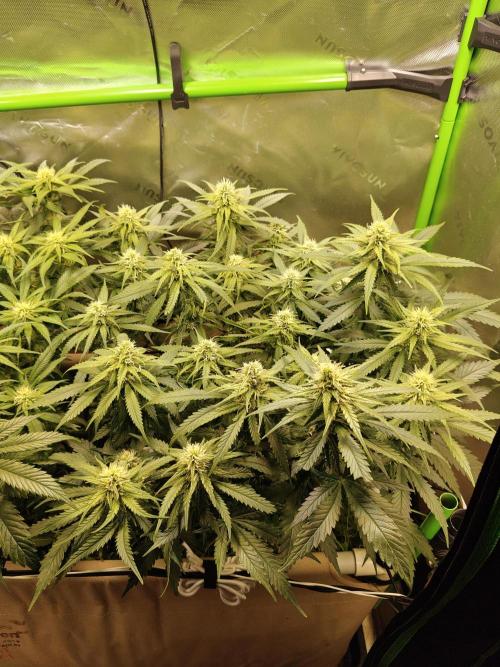 Eli - Rosetta Stone x Landrace Ghana. Week 9