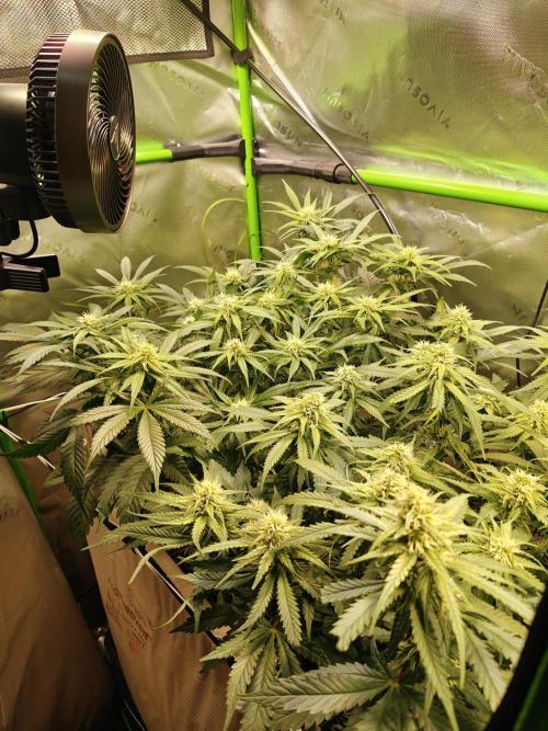 Eli - Rosetta Stone x Landrace Ghana. Week 9