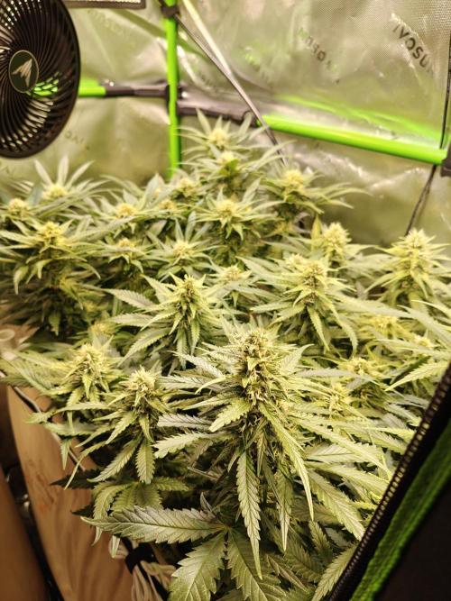 Eli - Rosetta Stone x Landrace Ghana. Week 10