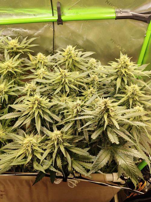 Eli - Rosetta Stone x Landrace Ghana. Week 10