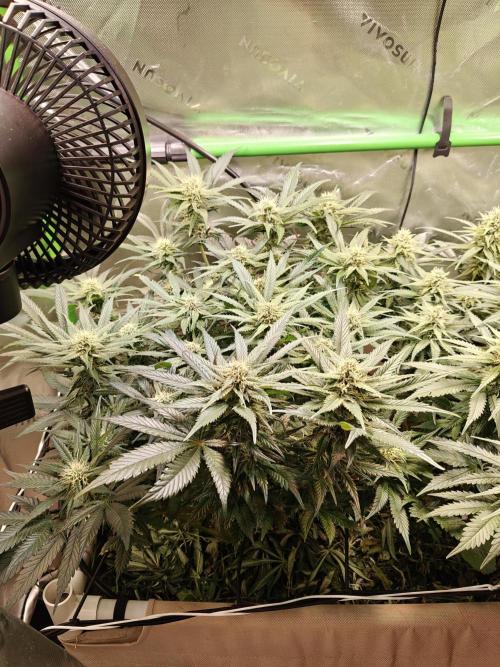 Eli - Rosetta Stone x Landrace Ghana. Week 10