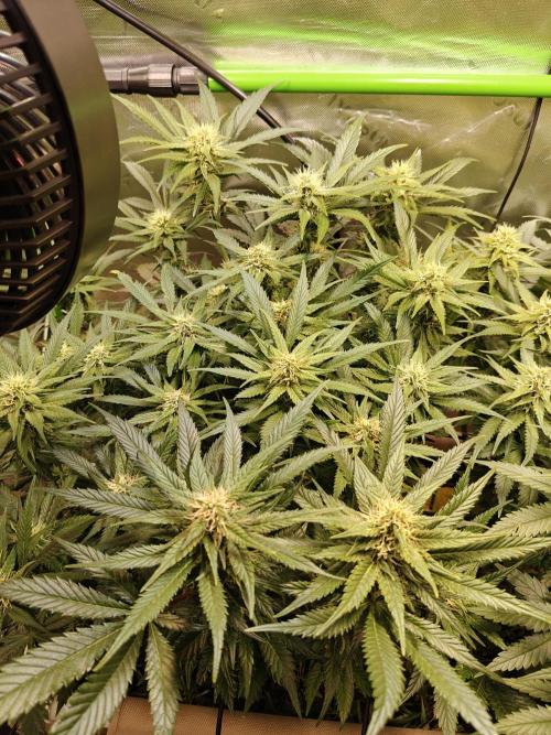 Eli - Rosetta Stone x Landrace Ghana. Week 10