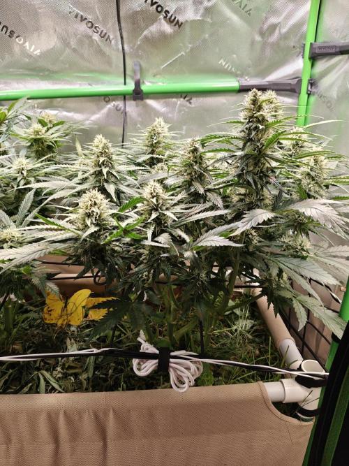 Eli - Rosetta Stone x Landrace Ghana. Week 10