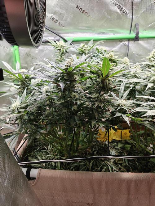 Eli - Rosetta Stone x Landrace Ghana. Week 10