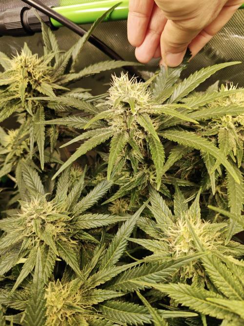 Eli - Rosetta Stone x Landrace Ghana. Week 11