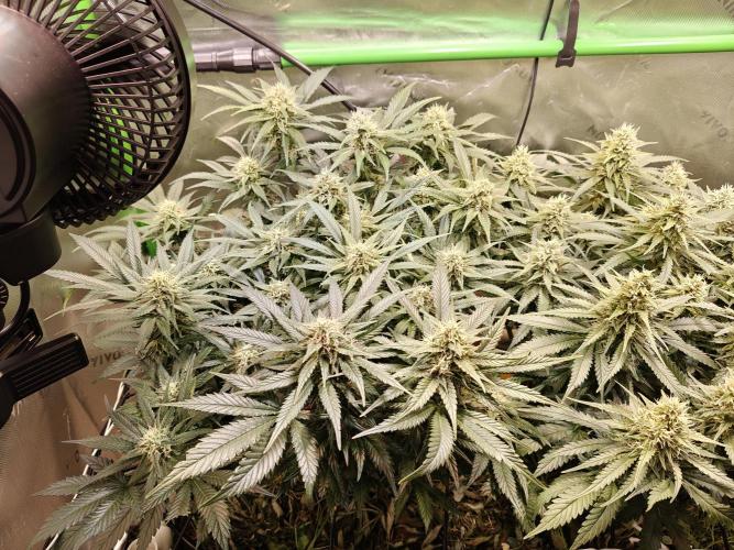 Eli - Rosetta Stone x Landrace Ghana. Week 11