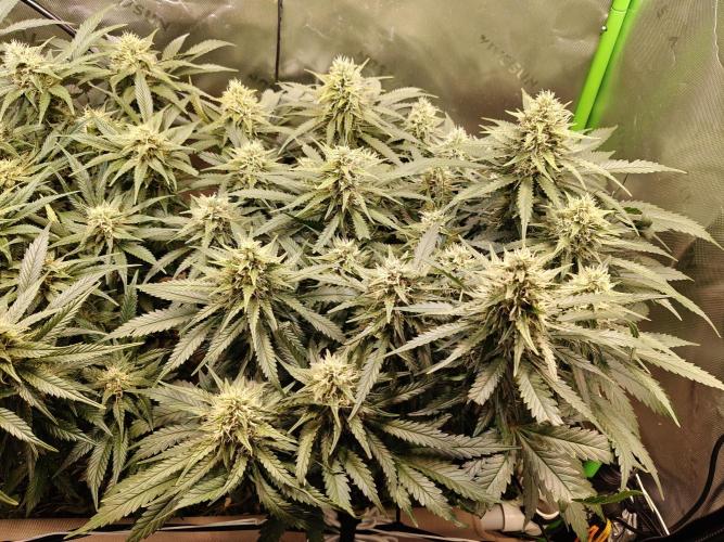 Eli - Rosetta Stone x Landrace Ghana. Week 11