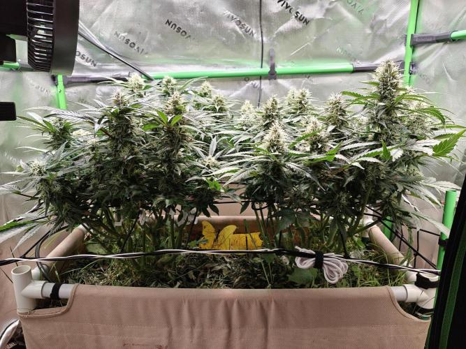 Eli - Rosetta Stone x Landrace Ghana. Week 11