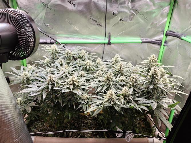 Eli - Rosetta Stone x Landrace Ghana. Week 11
