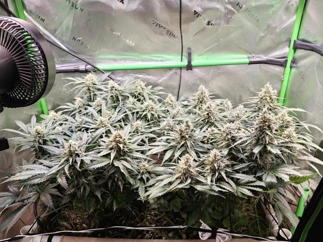Eli - Rosetta Stone x Landrace Ghana. Week 12