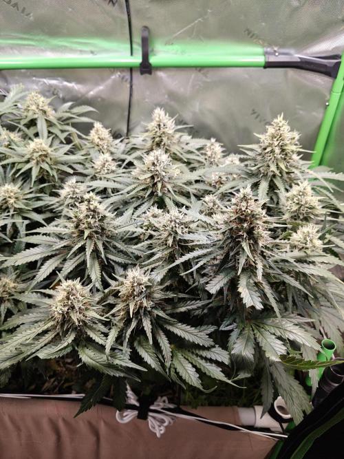 Eli - Rosetta Stone x Landrace Ghana. Week 12