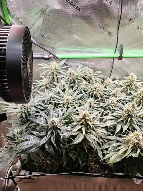 Eli - Rosetta Stone x Landrace Ghana. Week 12