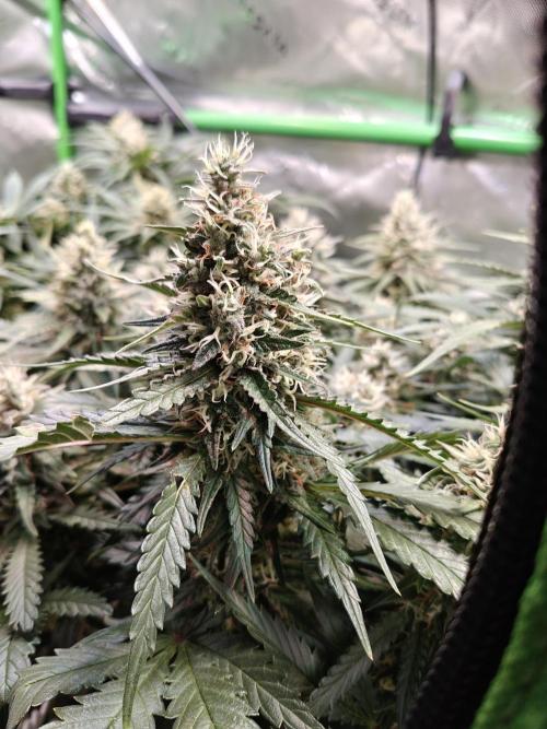 Eli - Rosetta Stone x Landrace Ghana. Week 12