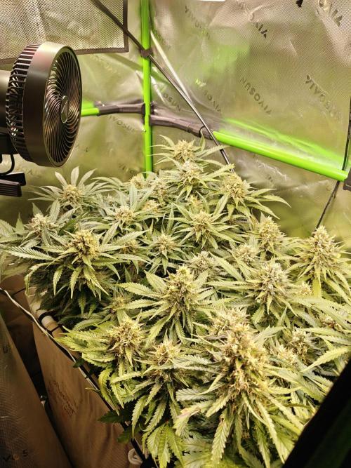 Eli - Rosetta Stone x Landrace Ghana. Week 13