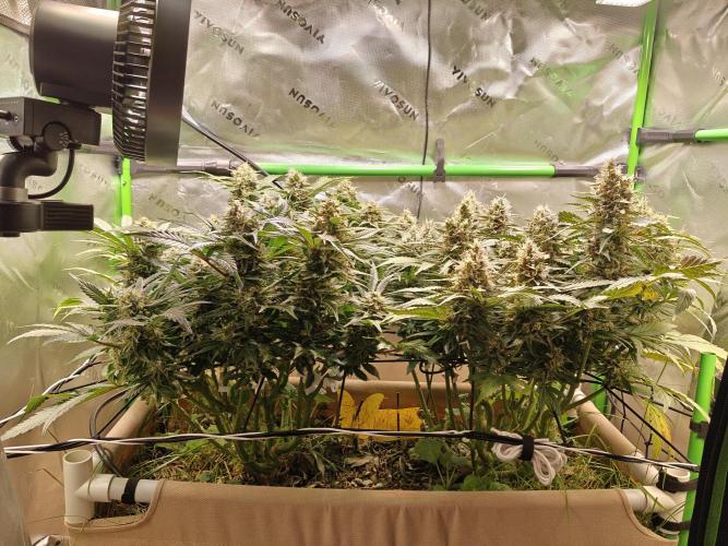 Eli - Rosetta Stone x Landrace Ghana. Week 13