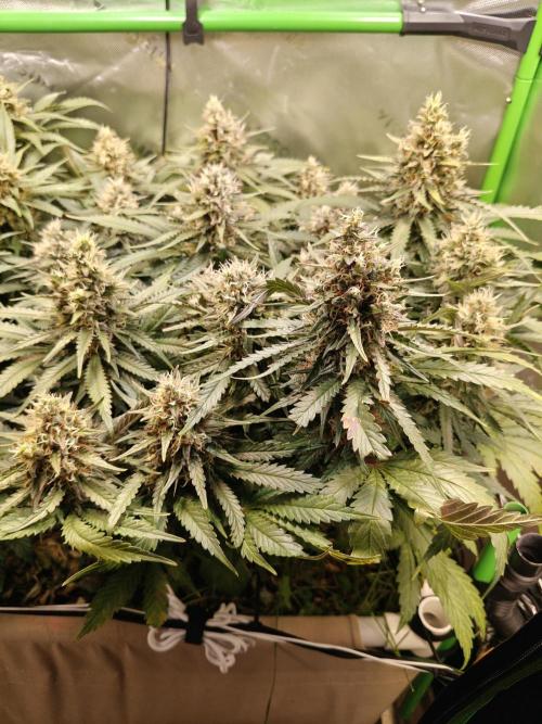 Eli - Rosetta Stone x Landrace Ghana. Week 13