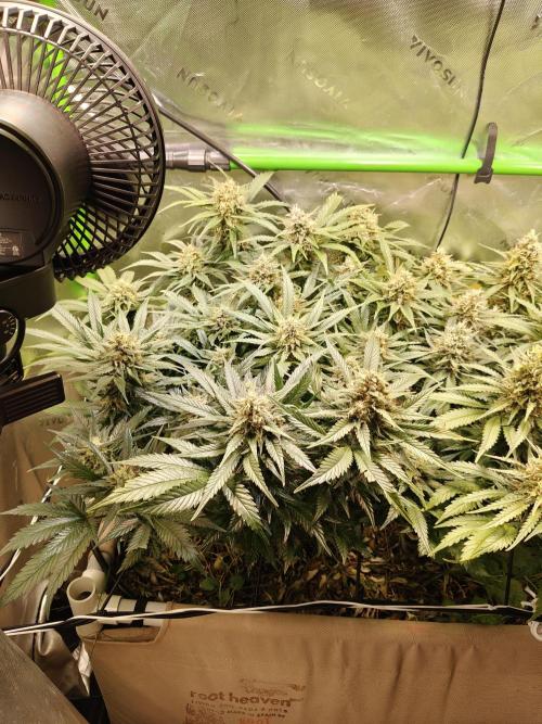 Eli - Rosetta Stone x Landrace Ghana. Week 13