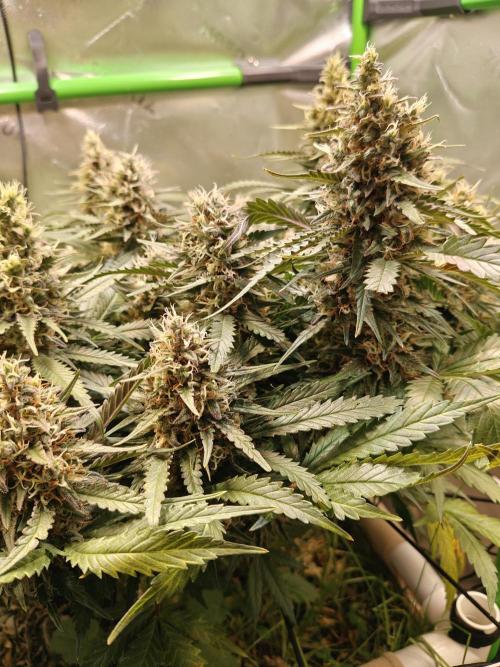 Eli - Rosetta Stone x Landrace Ghana. Week 13