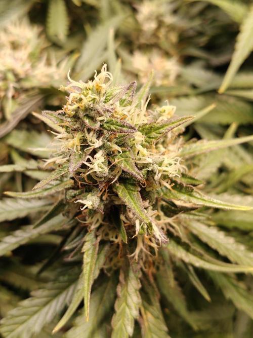 Eli - Rosetta Stone x Landrace Ghana. Week 13