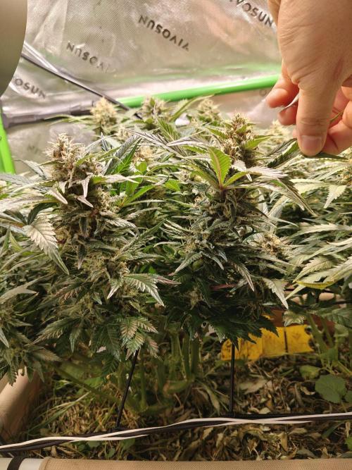 Eli - Rosetta Stone x Landrace Ghana. Week 13