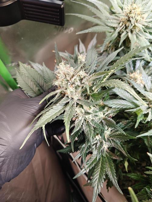Eli - Rosetta Stone x Landrace Ghana. Week 13