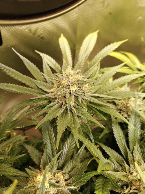 Eli - Rosetta Stone x Landrace Ghana. Week 14