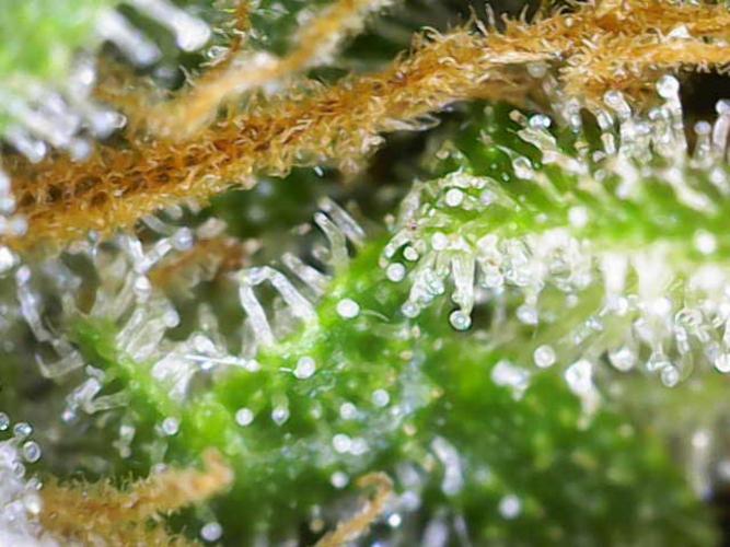 Eli - Rosetta Stone x Landrace Ghana. Week 14