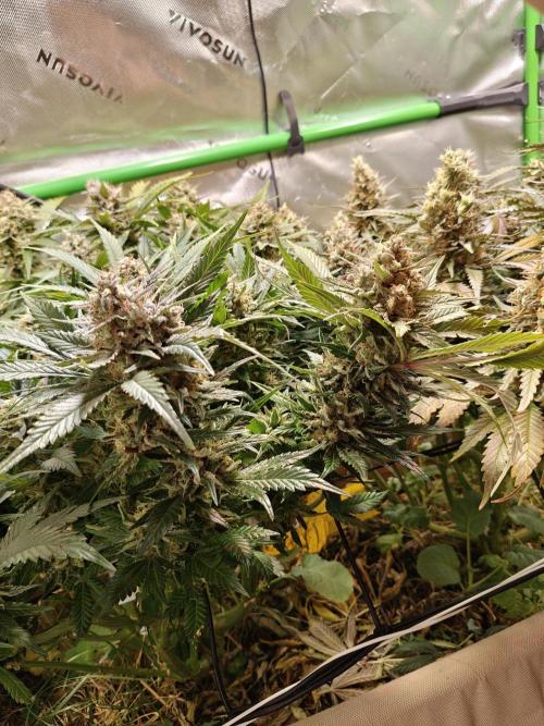 Eli - Rosetta Stone x Landrace Ghana. Week 14