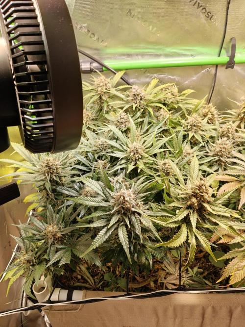 Eli - Rosetta Stone x Landrace Ghana. Week 14