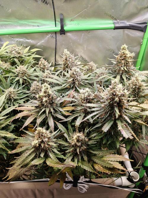 Eli - Rosetta Stone x Landrace Ghana. Week 14