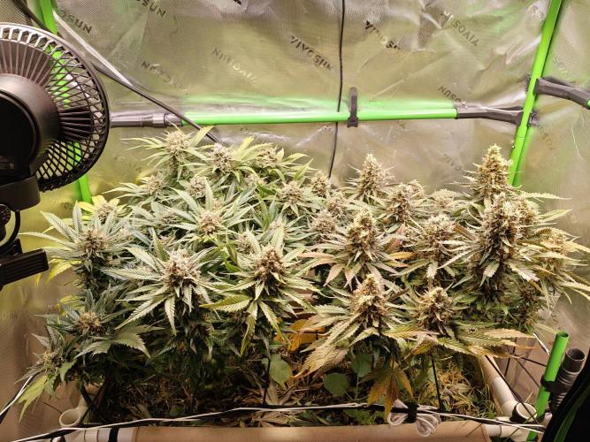 Eli - Rosetta Stone x Landrace Ghana. Week 14