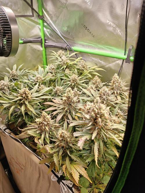 Eli - Rosetta Stone x Landrace Ghana. Week 14