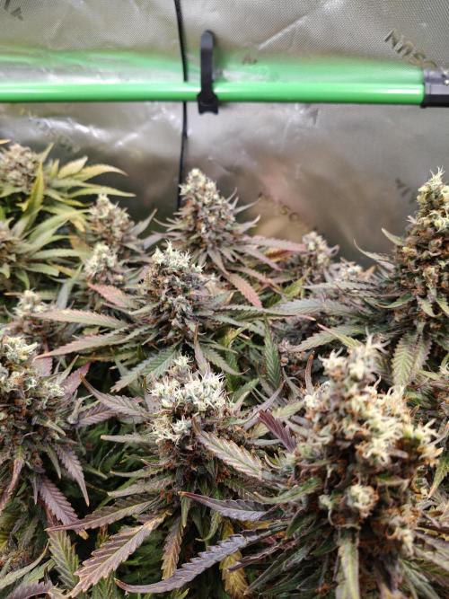 Eli - Rosetta Stone x Landrace Ghana. Week 15