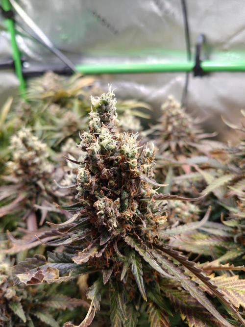 Eli - Rosetta Stone x Landrace Ghana. Week 15