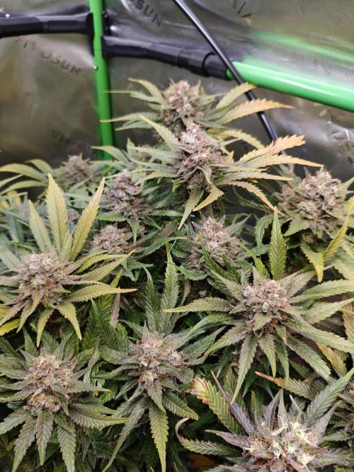 Eli - Rosetta Stone x Landrace Ghana. Week 15