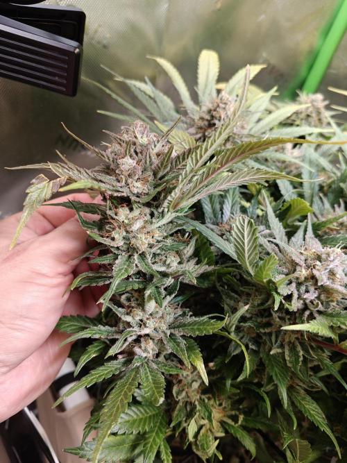 Eli - Rosetta Stone x Landrace Ghana. Week 15
