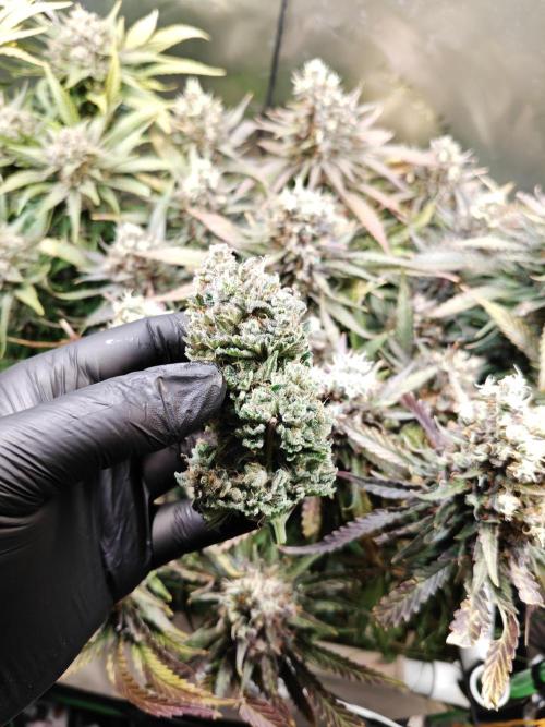 Eli - Rosetta Stone x Landrace Ghana. Week 15