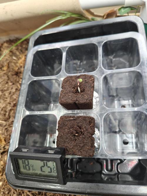 Biscotti - Barneys Farm. Week 0