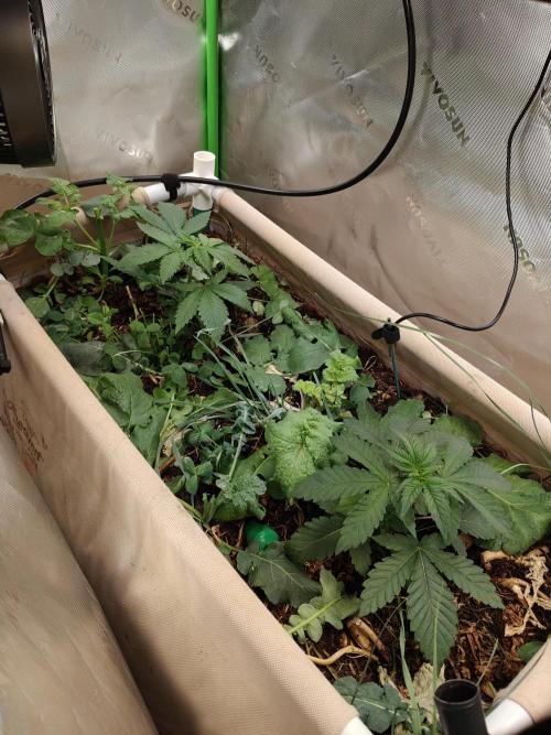 Biscotti - Barneys Farm. Week 3