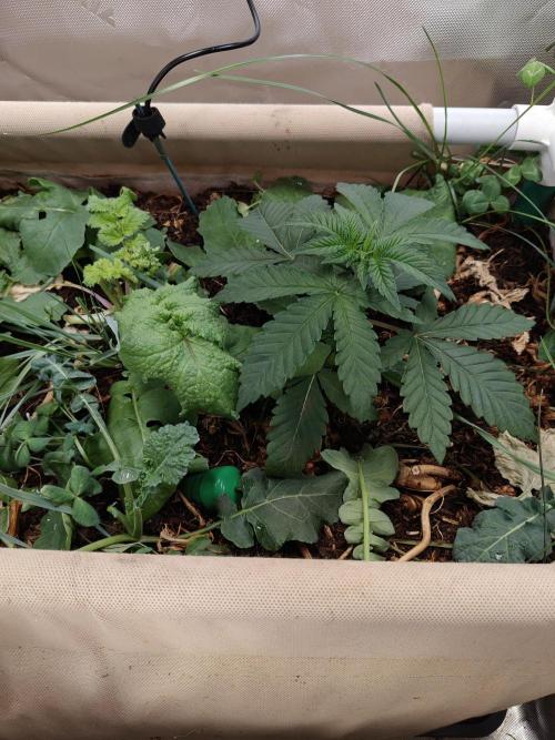Biscotti - Barneys Farm. Week 3