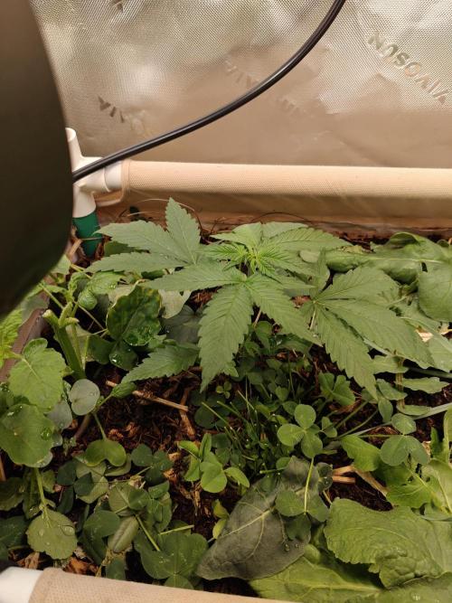 Biscotti - Barneys Farm. Week 3