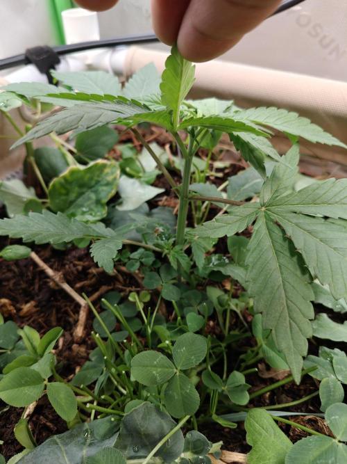 Biscotti - Barneys Farm. Week 3
