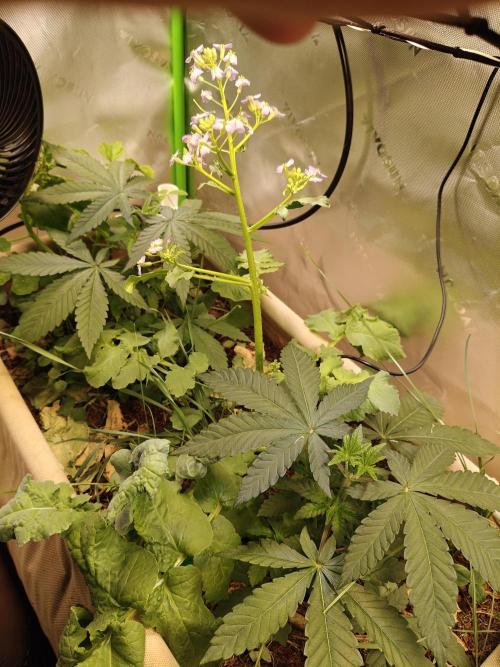 Biscotti - Barneys Farm. Week 4