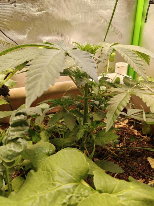 Biscotti - Barneys Farm. Week 4