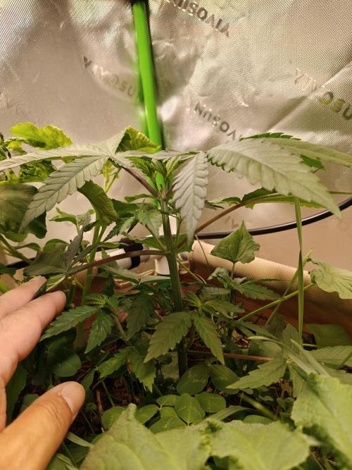 Biscotti - Barneys Farm. Week 4