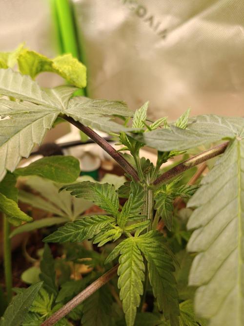 Biscotti - Barneys Farm. Week 4