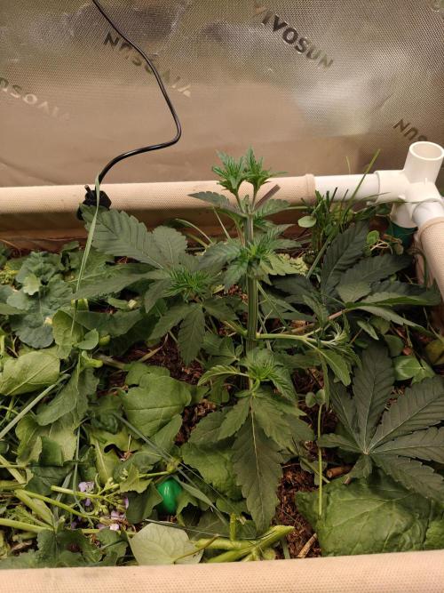 Biscotti - Barneys Farm. Week 4
