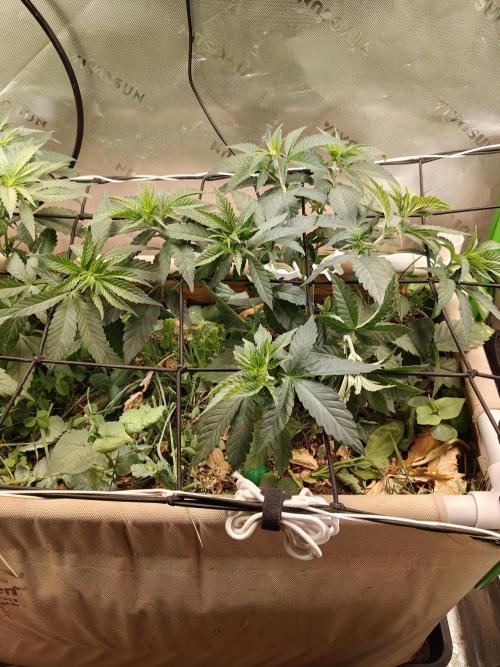 Biscotti - Barneys Farm. Week 5