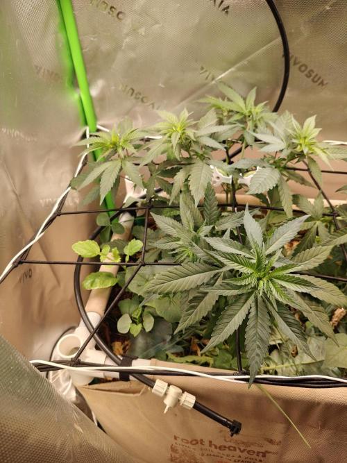 Biscotti - Barneys Farm. Week 5
